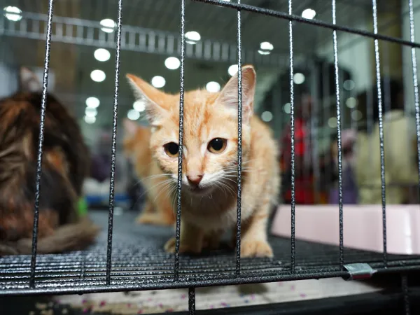 Program Kucing Angkat