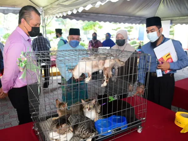 Program Kucing Angkat - We Love Cat
