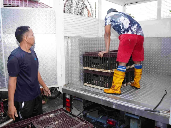 OPS PUSAT PENYEMBELIHAN AYAM